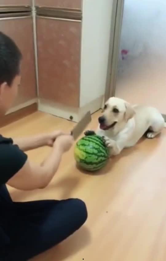 吃瓜群众被吓的视频播放,惊悚瞬间！吃瓜群众被吓视频引网友热议