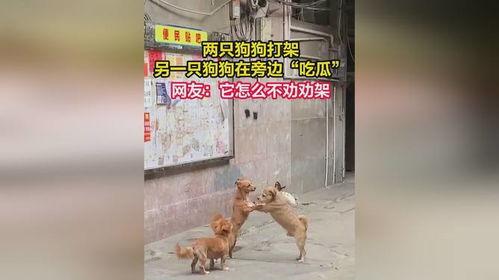 狗打架吃瓜视频播放下载,吃瓜群众围观狗狗打架视频下载热潮