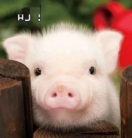 猪吃瓜的配音视频播放