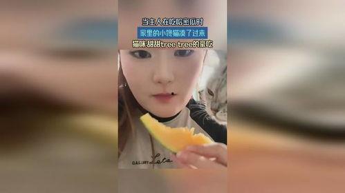 吃哈密瓜的小馋猫视频,甜蜜诱惑，萌态十足