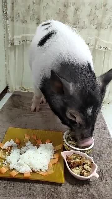 小猪直播间吃瓜视频下载,揭秘网红吃瓜瞬间