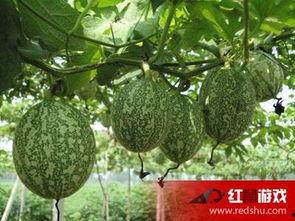 该怎么吃吊瓜好吃呢视频