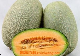 小边儿子吃哈密瓜视频大全