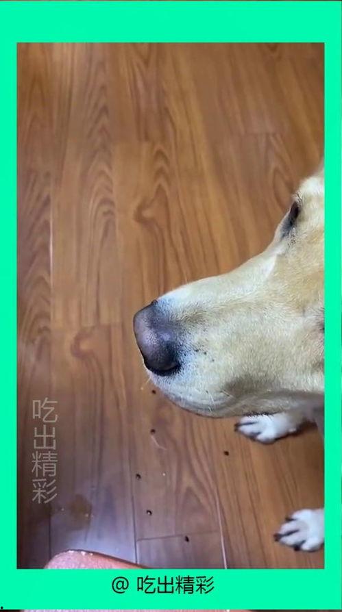 狗子可以吃小瓜嘛视频下载,揭秘狗子能否享用小瓜美味