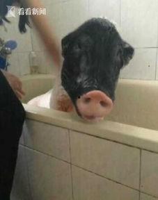 香猪吃哈密瓜的视频大全,哈密瓜盛宴大揭秘