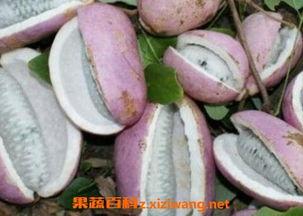 山村人吃八月瓜视频大全,山村人自制美味视频大盘点