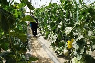 葡萄园群众吃瓜视频下载,葡萄园群众吃瓜视频下载背后的欢乐时光