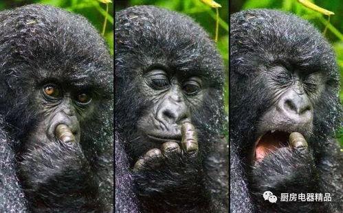 吃瓜变猩猩搞笑视频,搞笑视频带你领略动物界的幽默瞬间