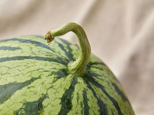 上海二中吃瓜视频观看,揭秘校园生活幕后趣闻