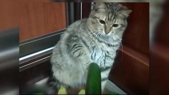 三只小猫吃瓜视频,萌态十足引网友爆笑