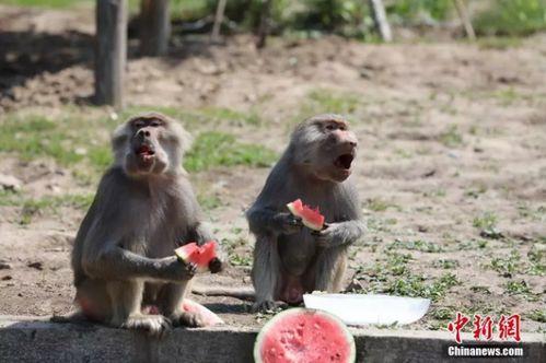 动物园吃瓜看戏视频大全,吃瓜看戏视频大全精选回顾
