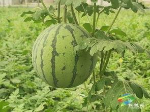 汉川吃瓜事件最新进展视频,真相揭晓，疑云散去