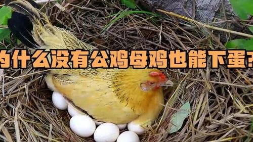 下蛋的鸡吃佛手瓜好吗视频,揭秘健康养殖新选择