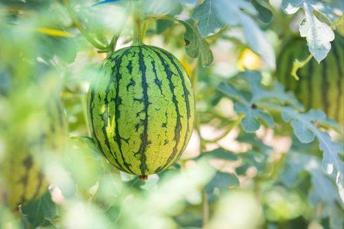 吃瓜湖经视频在线