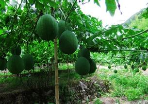 吃吊瓜搞笑视频大全,笑料横生！吊瓜搞笑视频大盘点