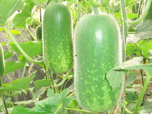 下雨吃瓜视频大全,一场别开生面的下雨吃瓜视频盛宴