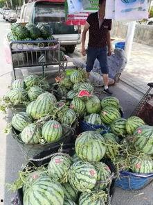 诸城西城吃瓜事件视频最新,一场引发热议的街头冲突