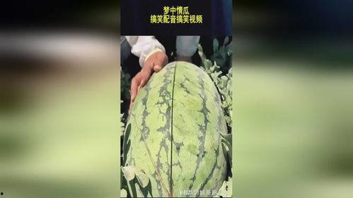 吃瓜搞怪配音视频素材下载,吃瓜搞怪素材下载，笑料横飞，欢乐无限