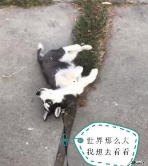 哈士奇不回家吃瓜视频