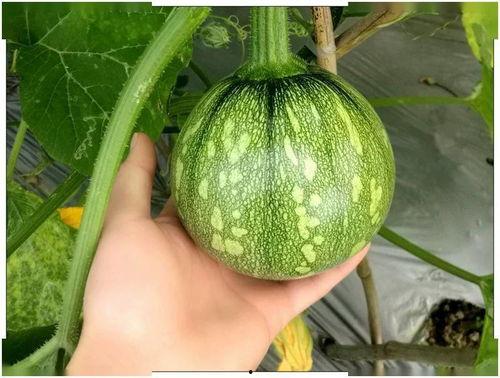 新年吃瓜的小视频,短视频带你领略民间趣味