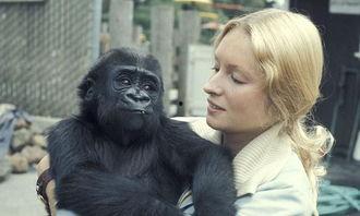 吃瓜女孩大猩猩视频播放