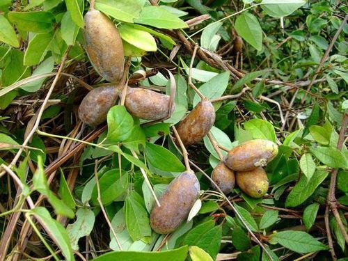 播放吃八月瓜的视频大全,视频大全带你领略田园风味