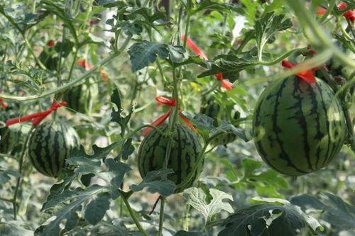 济南热门吃瓜事件视频,一场全民参与的吃瓜盛宴