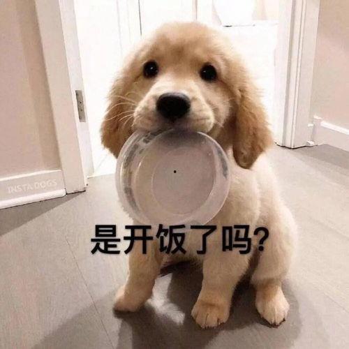 葫芦瓜狗狗可以吃吗视频,宠物营养新选择