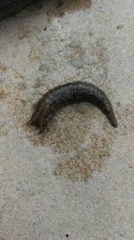 小瓜虫吃蚂蝗会死吗视频,生死对决的惊心动魄瞬间