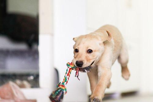 狗子吃瓜被误伤视频大全,温馨瞬间引网友热议