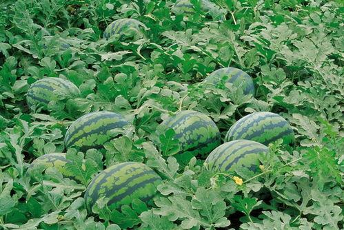 瓜花藤怎么吃效果最好视频,最佳食用方法揭秘