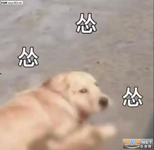 吃瓜视频小狗表情包下载,萌态可掬，下载分享快乐瞬间