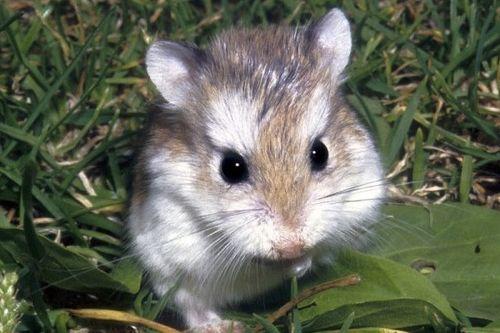 仓鼠可不可以吃籽瓜呢视频,籽瓜，是美味还是禁忌？