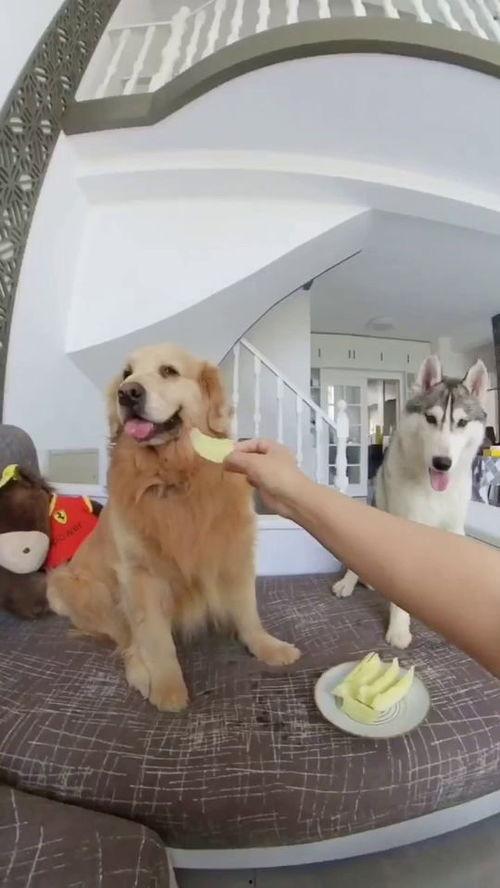 狗子于我吃瓜视频