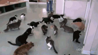 喵吃瓜视频,揭秘娱乐圈那些不为人知的幕后故事