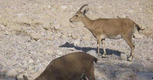 山羊吃哈密瓜好吗视频大全,趣味视频大盘点