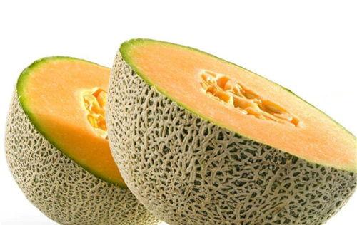 动物吃大哈密瓜视频