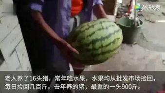 喂猪吃瓜的视频大全集