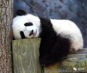 大熊猫吃瓜小视频完整版